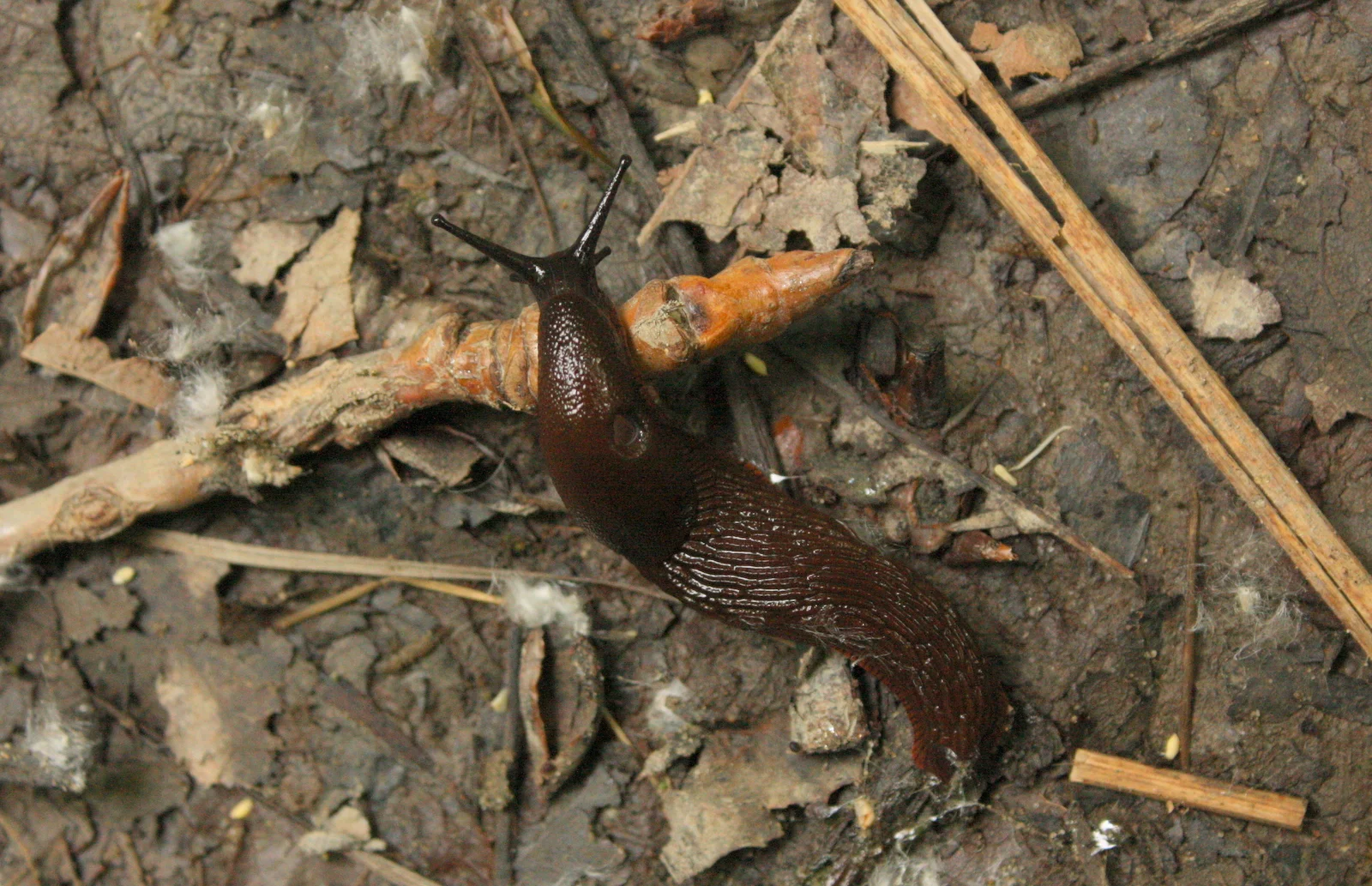  I will admit it was made slightly less idyllic by the fact that there were slugs everywhere. Every foot and a half on the trail. I mean so many slugs. 