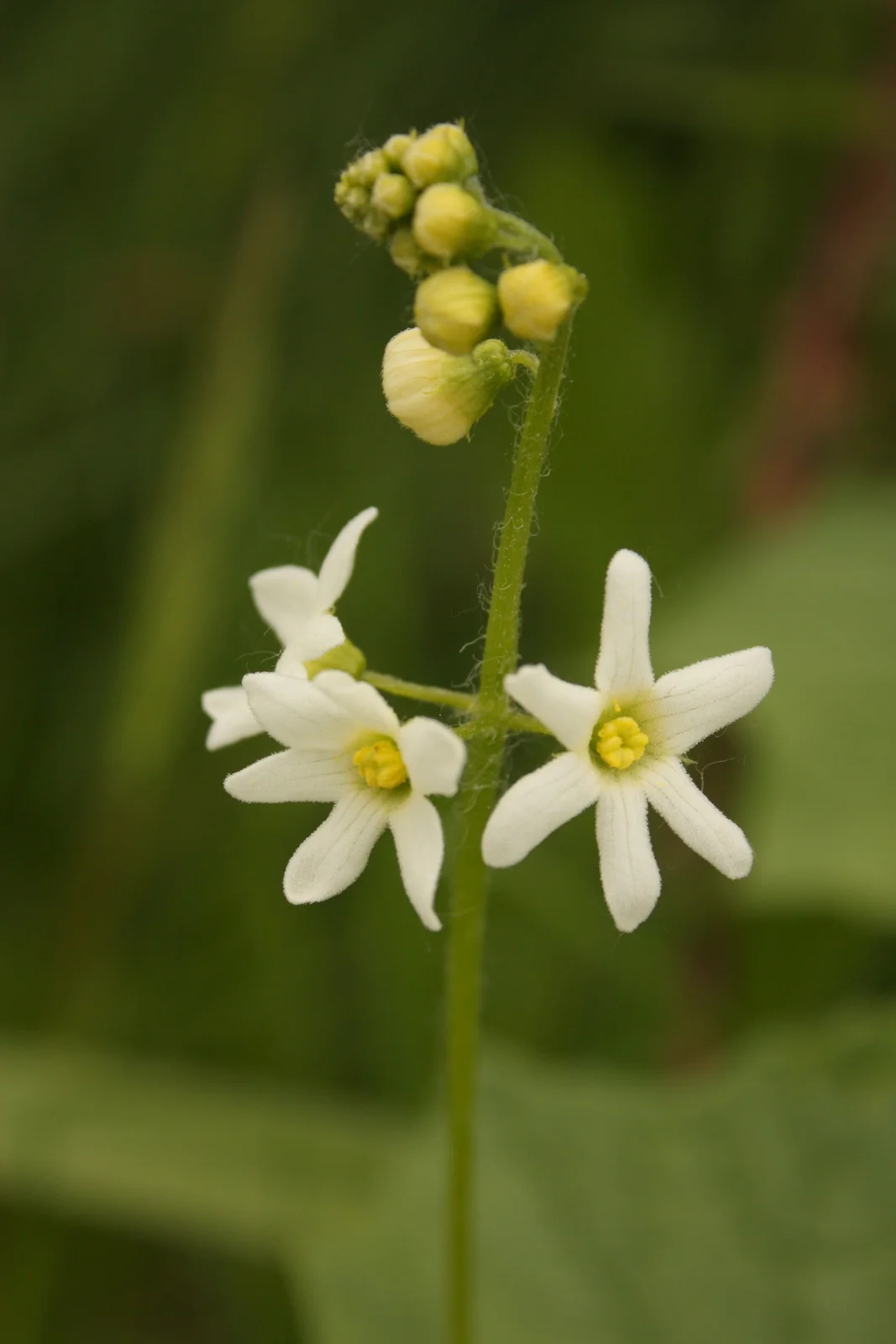  Not edible, but another plant we found out on the trail is this, which I believe is manroot, a kind of wild cucumber (but again, inedible). 