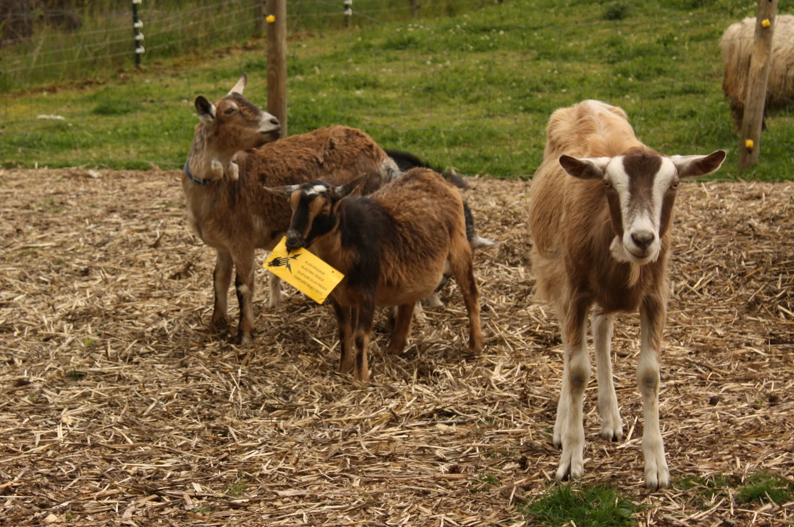  They have goats (the card in the one's mouth is an alert about the electric fence. Kind of him to point it out for us)... 