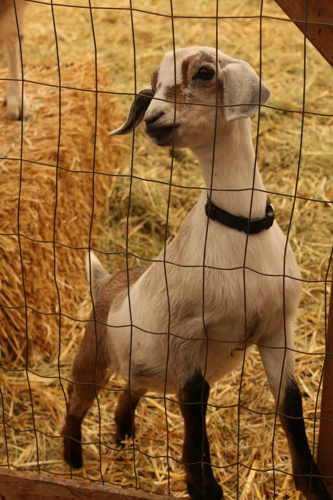  ...additional, even more adorable baby goats... 