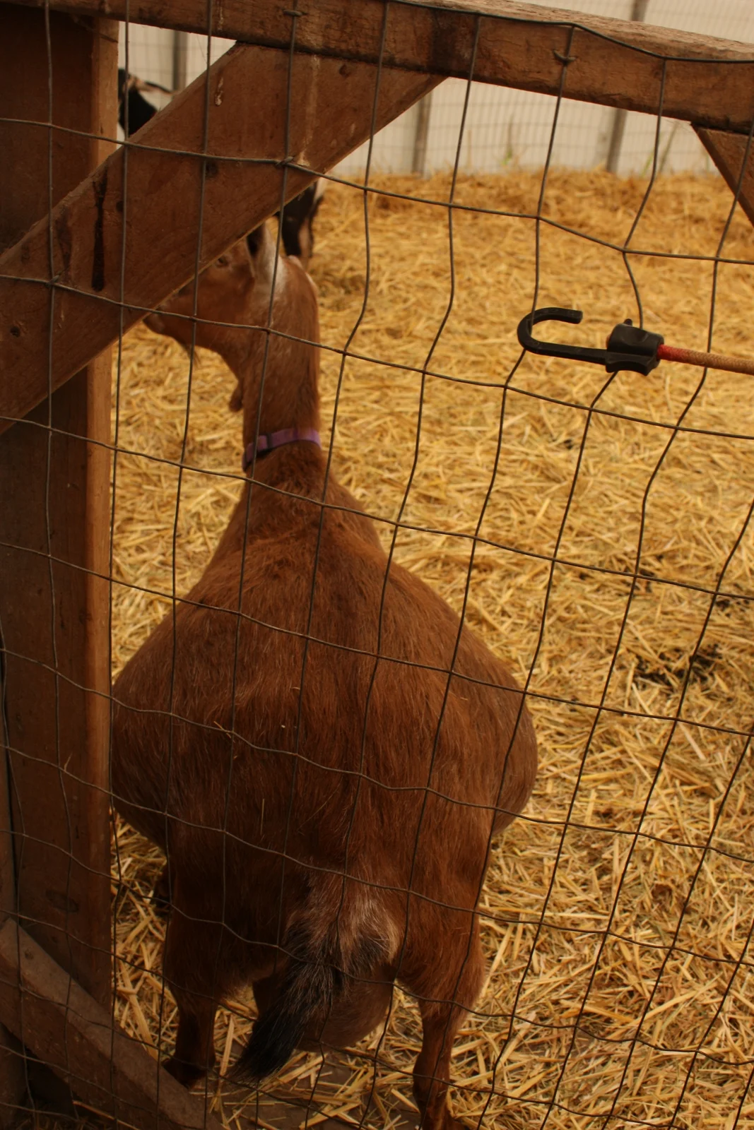  ...and goats that are so pregnant they look like a mandolin... 