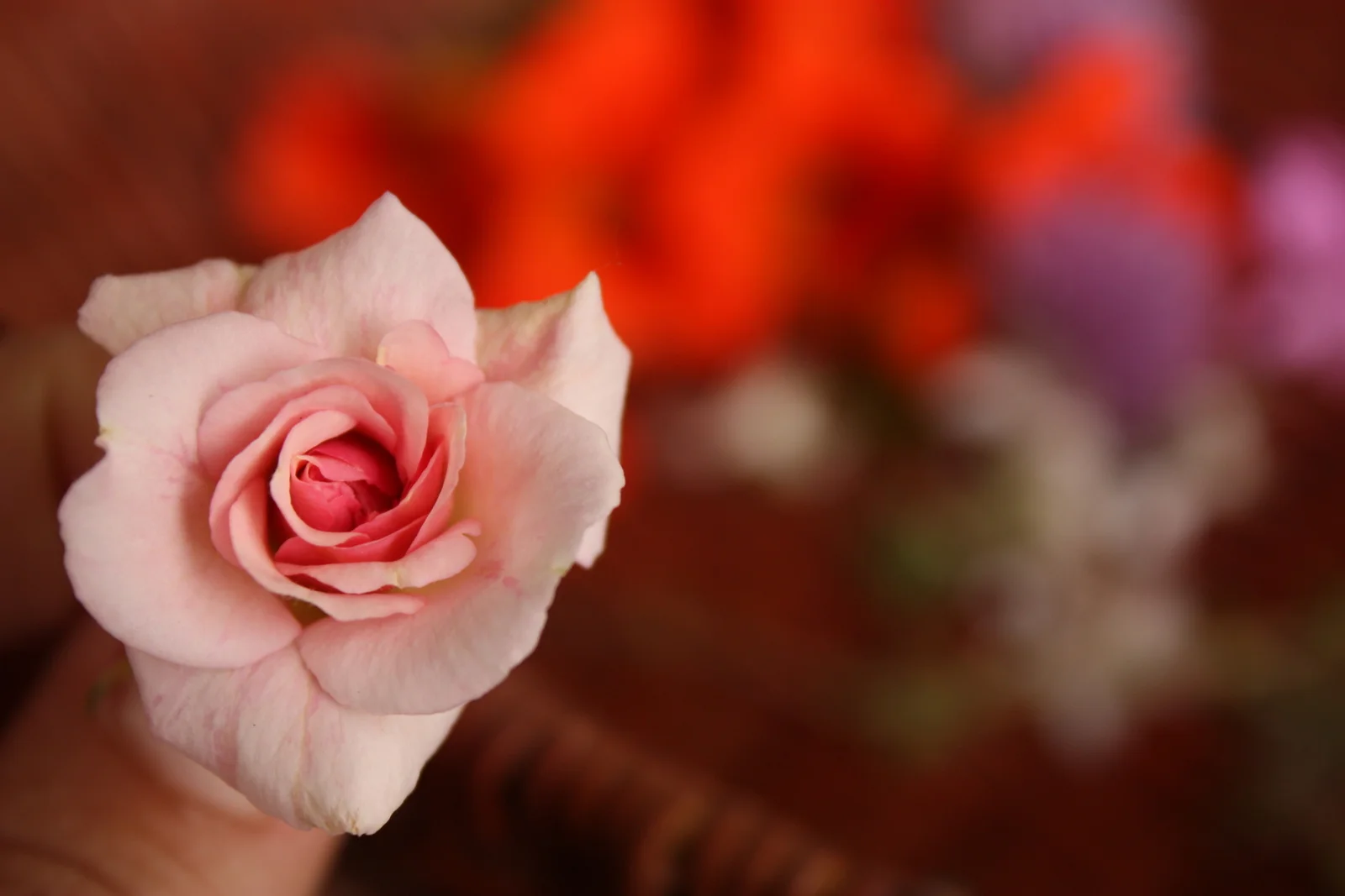  Then we picked which of our flowers we'd use for crystallizing. 