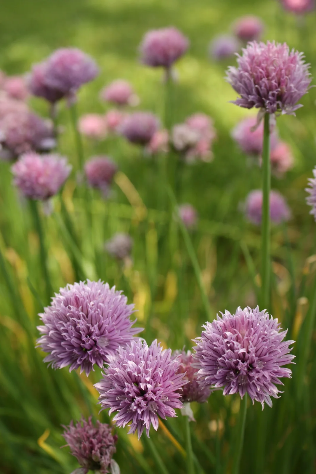  ...and tasty and beautiful chives. 