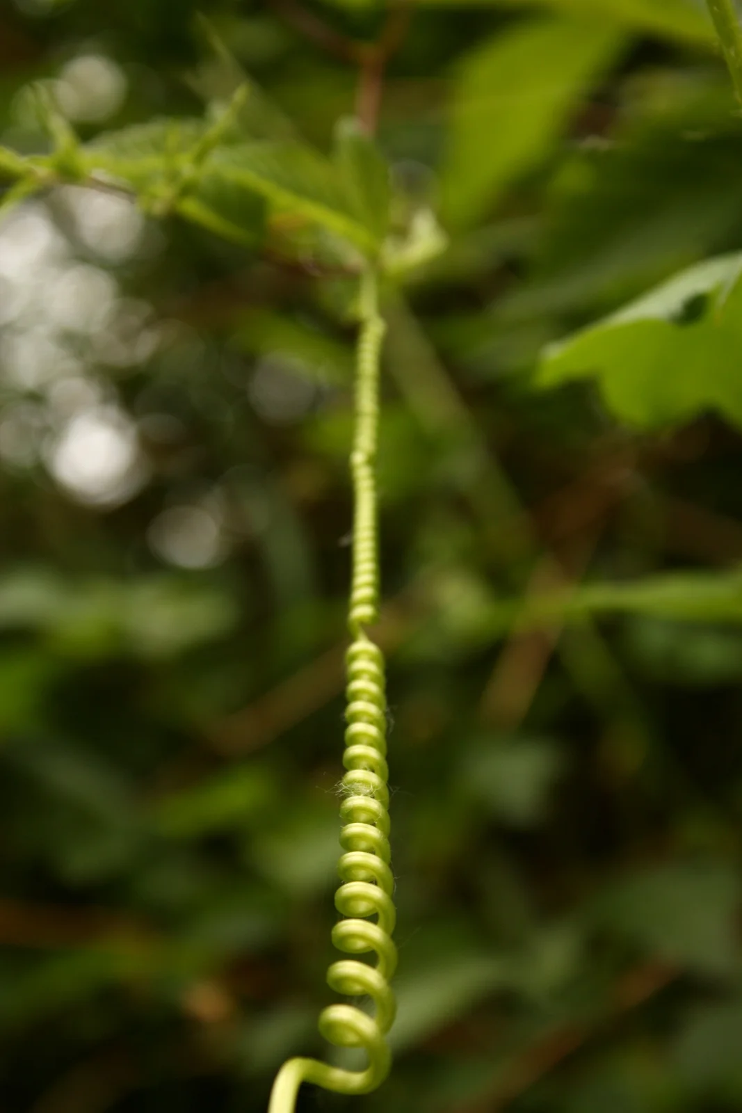  My friend spotted one of the plants tendrils that had caught on another plant and stretched into this crazy old telephone cable-looking cord. 