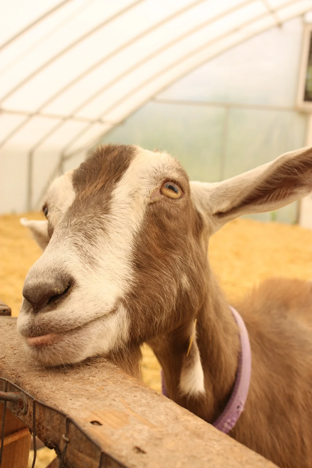  ...and friendly older goats that charmingly rest heads on railings... 
