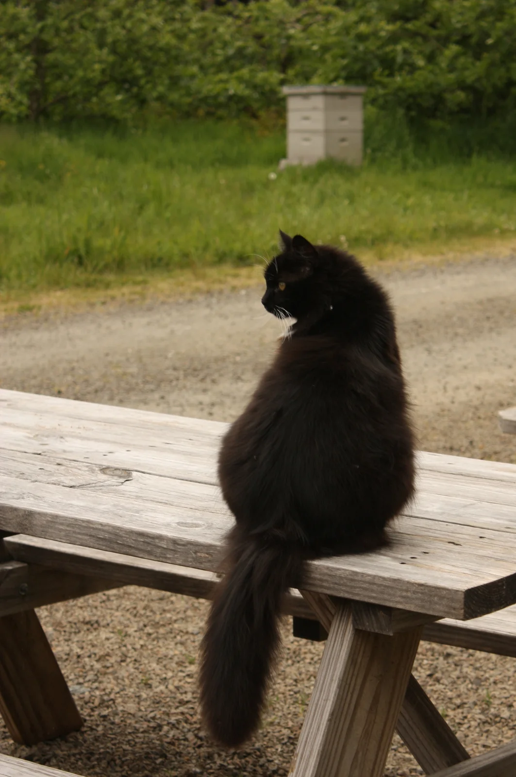  ...cats and bees and dogs and chickens and a lot of other critters. 