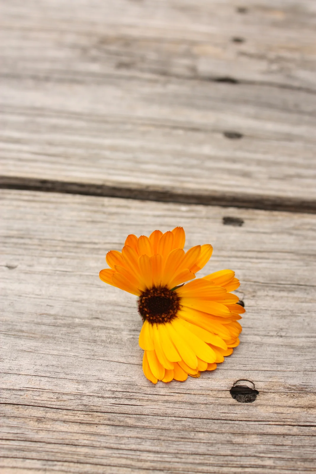  But we were here for flora, not fauna, so class started with Cindy, the owner of the farm, taking us on a tour of some various edible flowers, like this tasty calendula... 