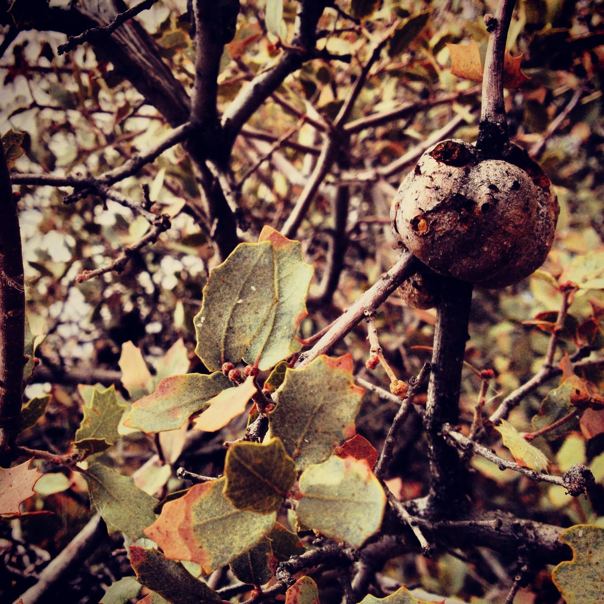  I think this is an AZ White Oak and might be a gall for the elegantly named Irregular Spindle Gall Wasp. 