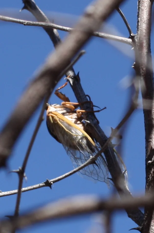 this bug was really big. Like so big you start thinking "I guess I could eat that if I were lost in the desert and had to." 