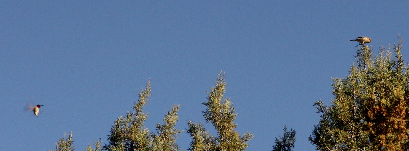  Hummingbird (left) about to chase off mystery bird (right) 