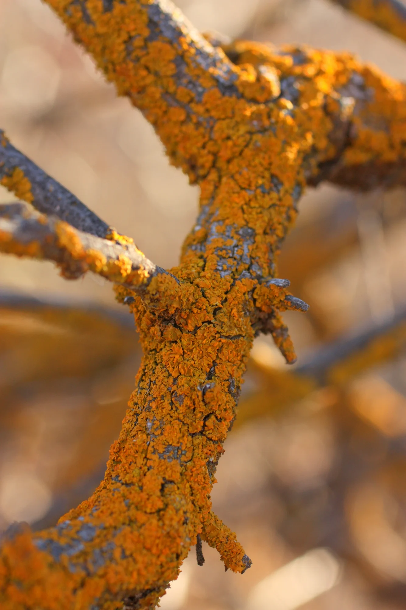  lichen 