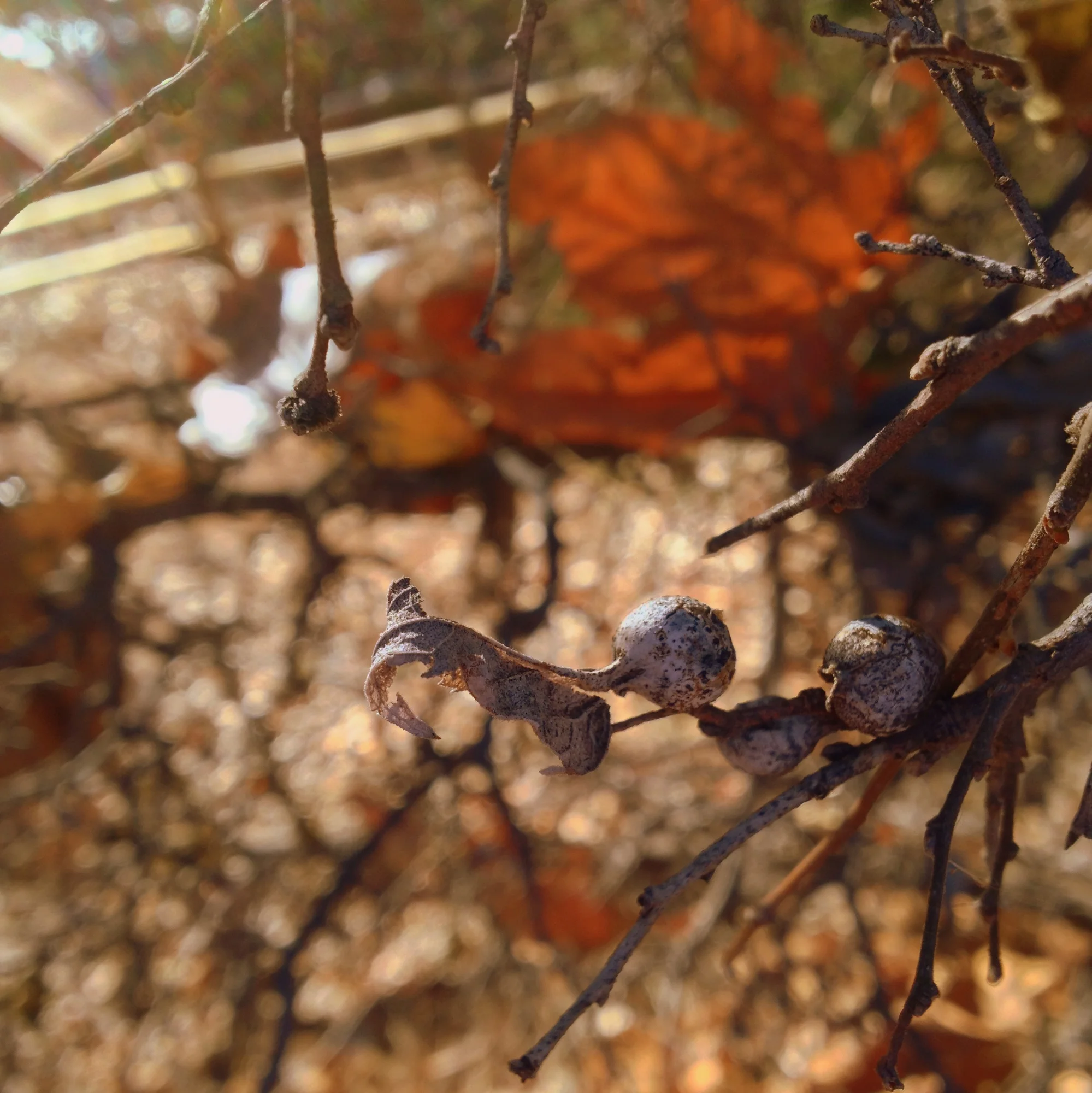  Another gall. Not sure what kind. 