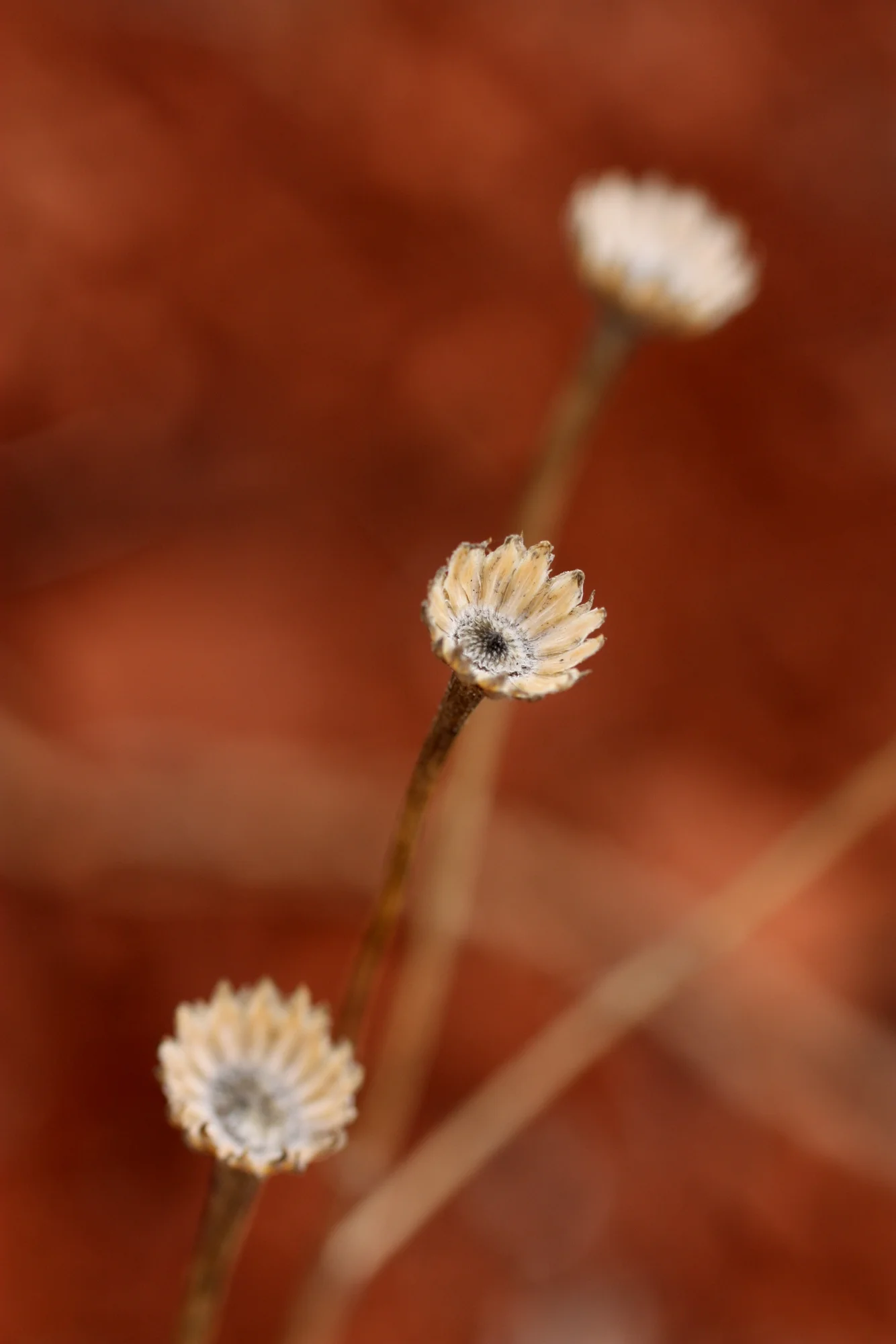 another plant tbd.JPG