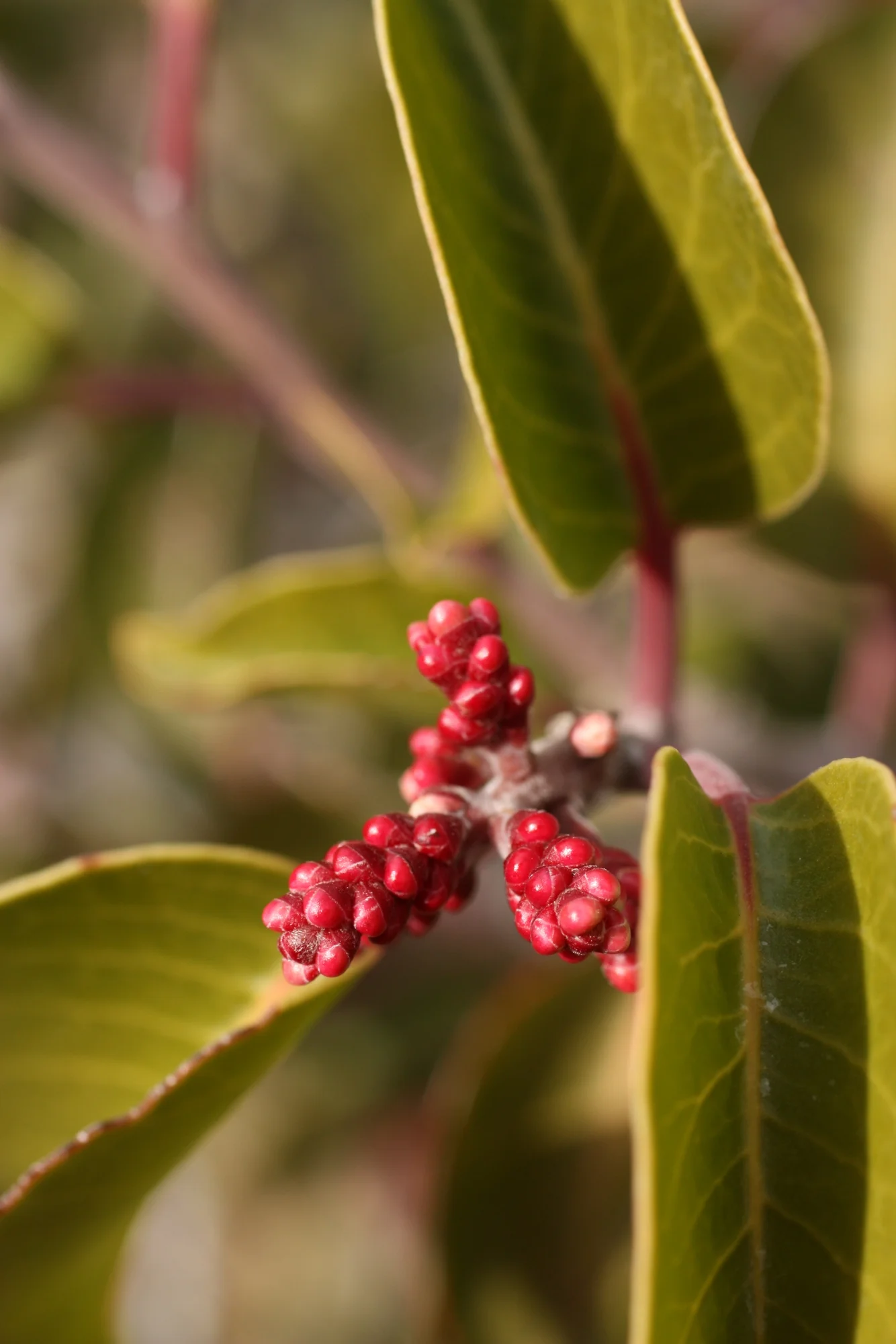  it seems like it shouldbe easier for me to figure out what this plant is 