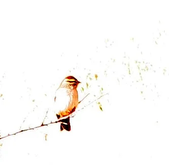  Some kind of over-exposed sparrow 