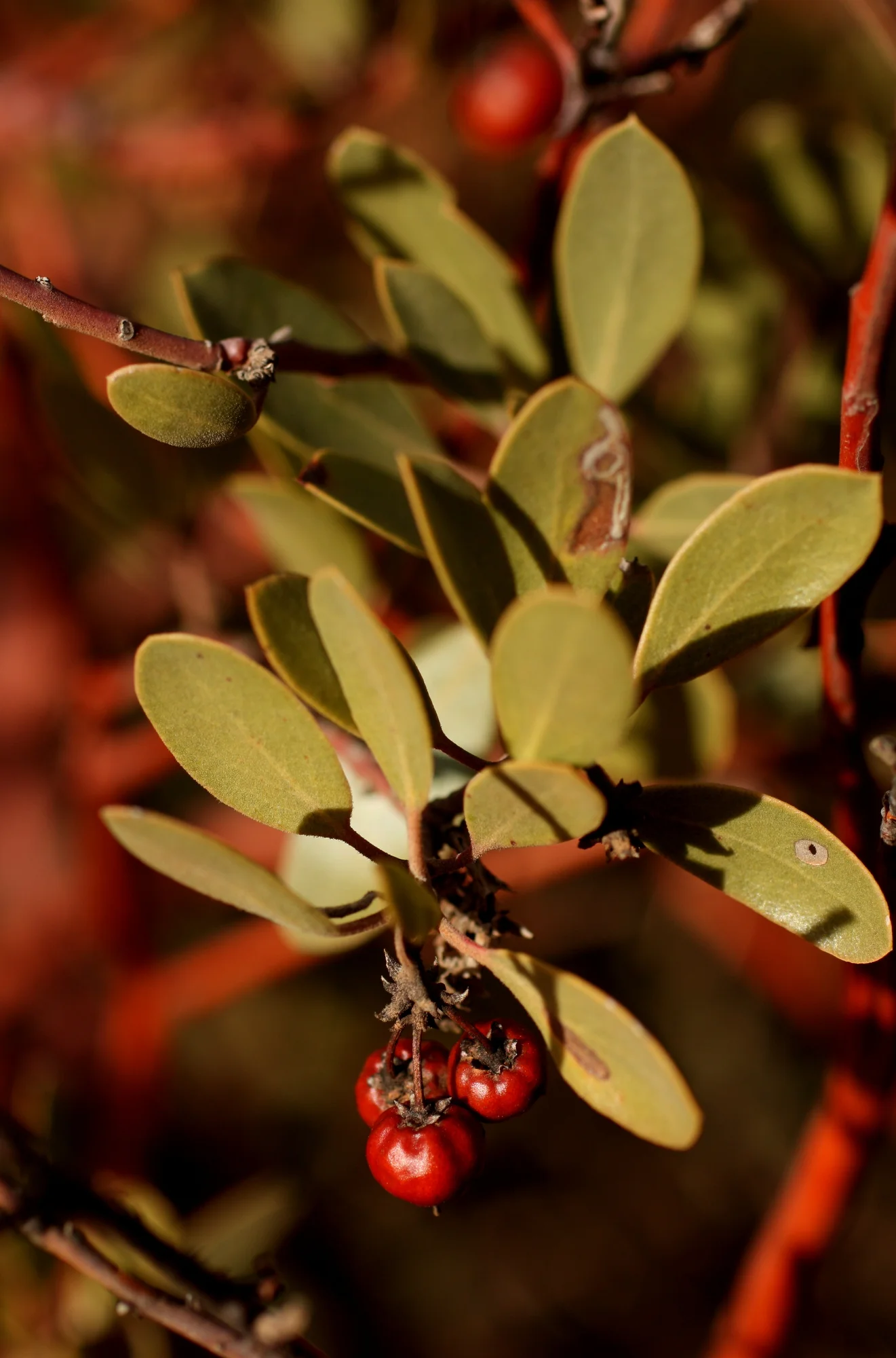  Manzanita berries 