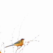  I think this might be a jay. I know this is an overexposed photo. 