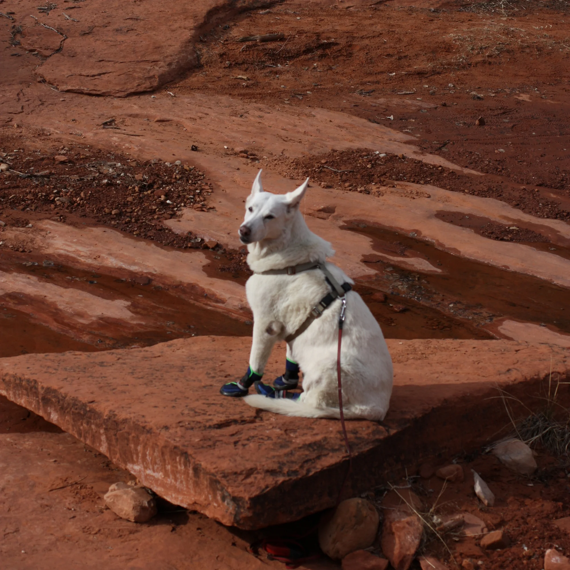  We came upon a dog photo shoot. Big for spring: sporty booties. 