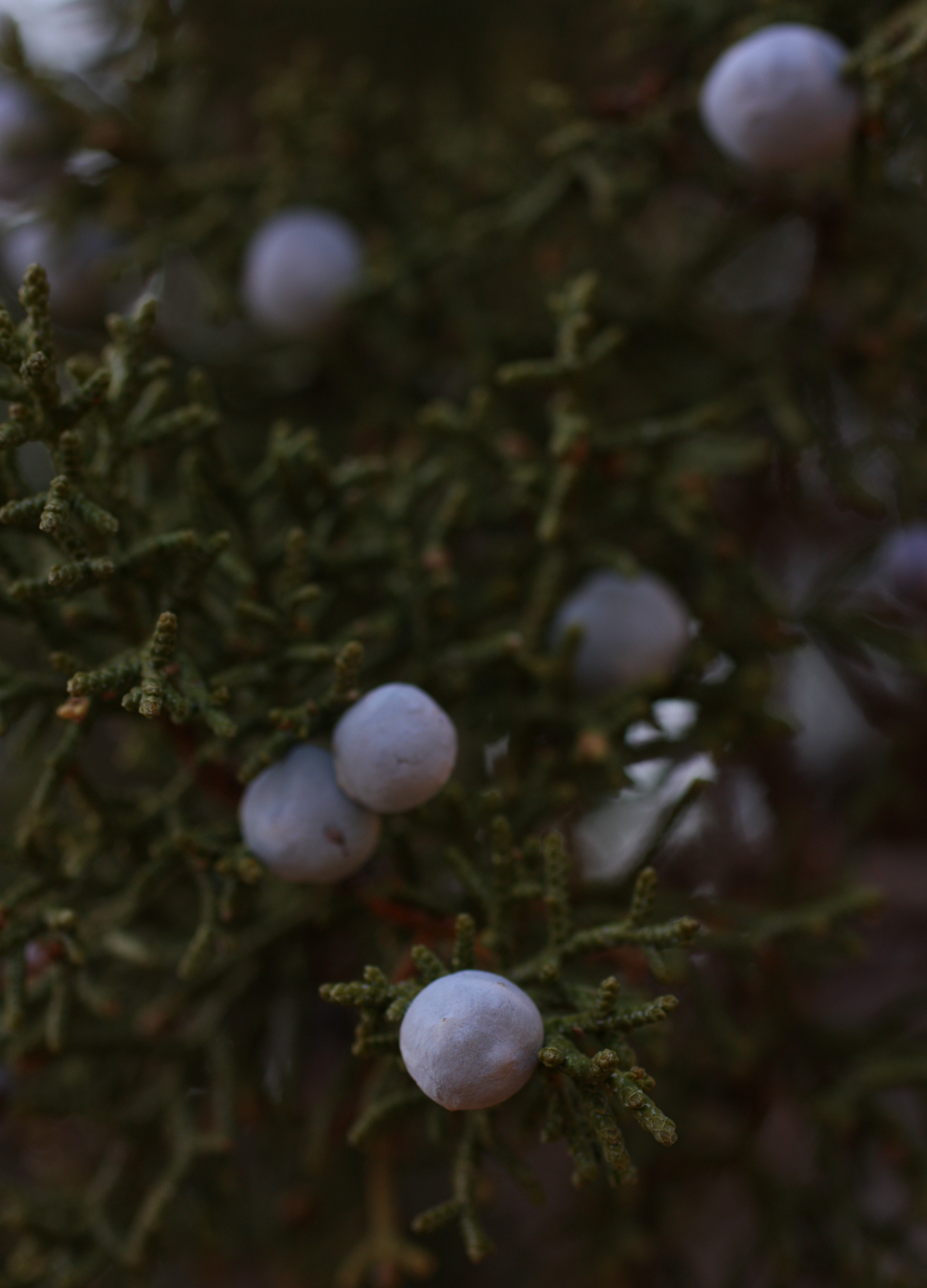  Juniper berries - grabbed some and I am hoping to make some gin with them 