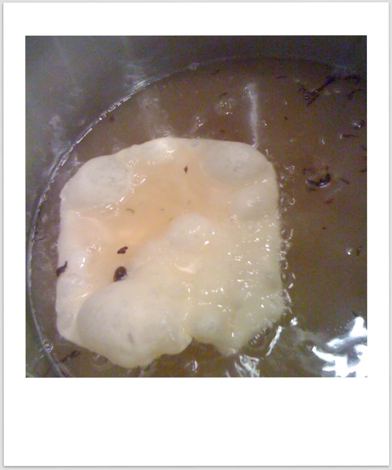  Here is an elephant ear in the frying oil. 