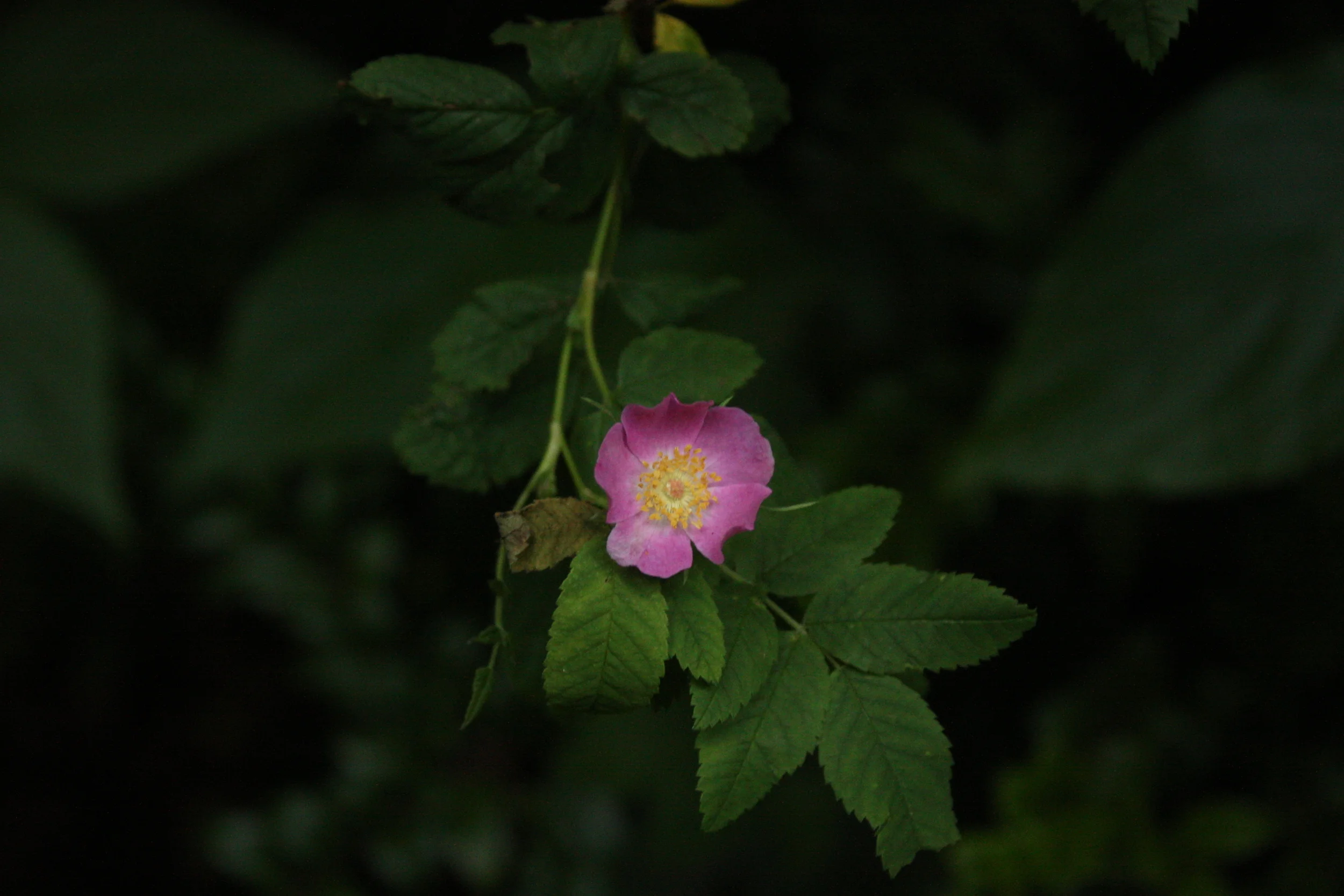  Nootka rose 