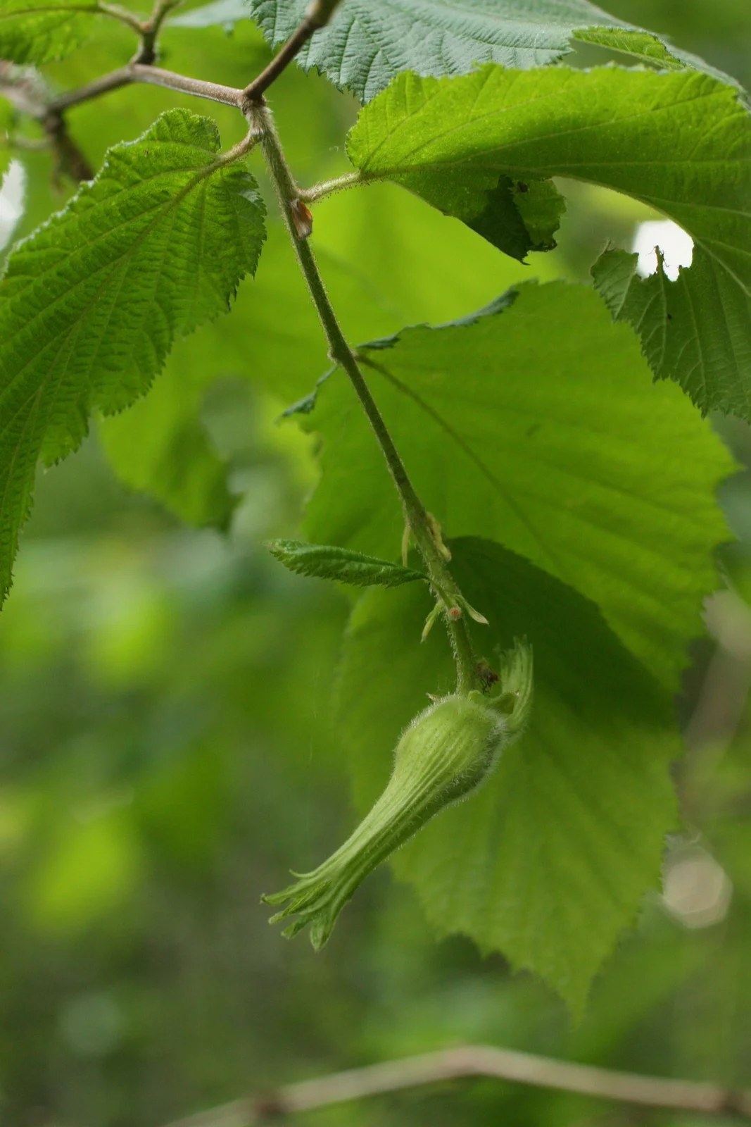 California hazelnut (Corylus cornuta var. californica) 