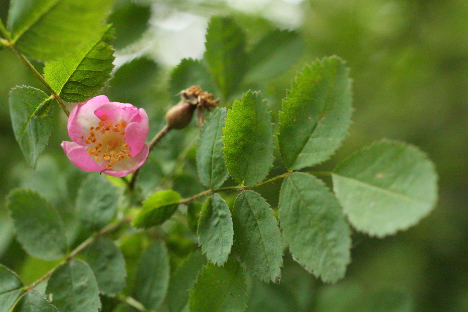  Baldhip rose (Rosa gymnocarpa - Rosaceae family) 