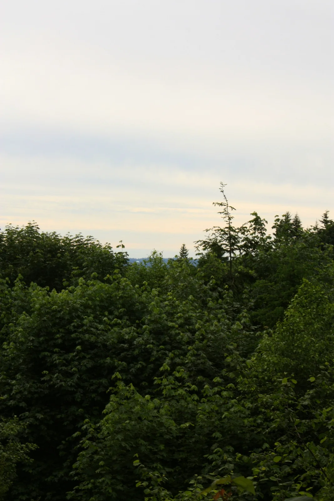  I enjoyed hiking around the park, but the view I climbed towards was a little underwhelming once I got there. Another hiker noted it is probably better in the winter when the trees are bare. Nevertheless, it was quiet and scenic and I recommend. 