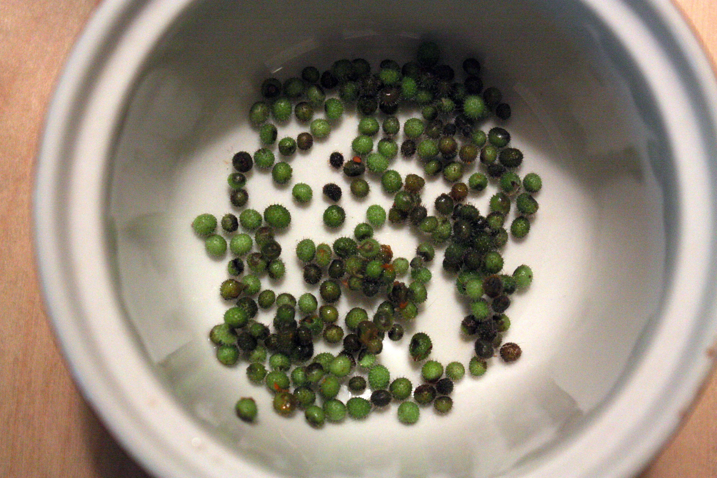  I also collected some gallium seeds as I'd heard you could roast them to use as a coffee substitute, but when I got home, realized I hadn't really gotten enough to made an entire cup, so unlike salmonberry jam, which has been crossed firmly off my l