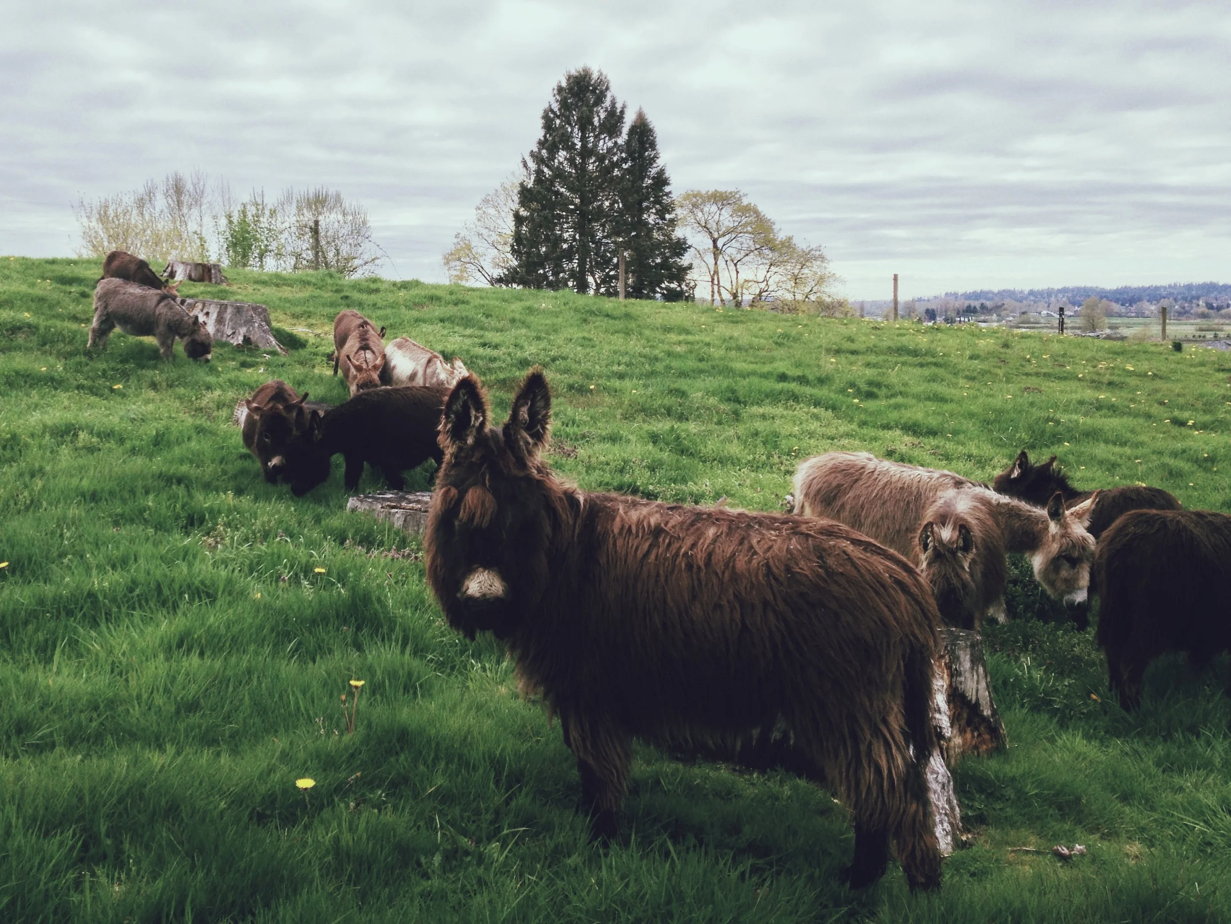  On a second visit with a friend, we came across these miniature donkeys on the way out on the main road leading to the park. 