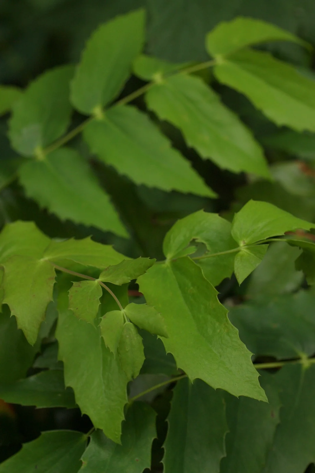  New Oregon grape leaves, soft, matte and tasty (like lemon). 