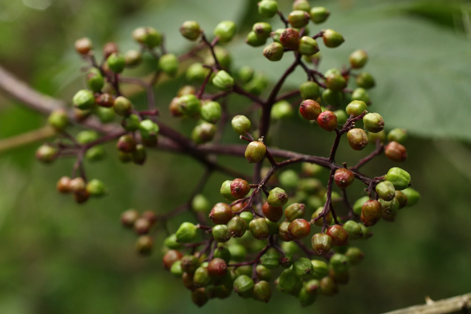  Red elderberries, not yet red. 