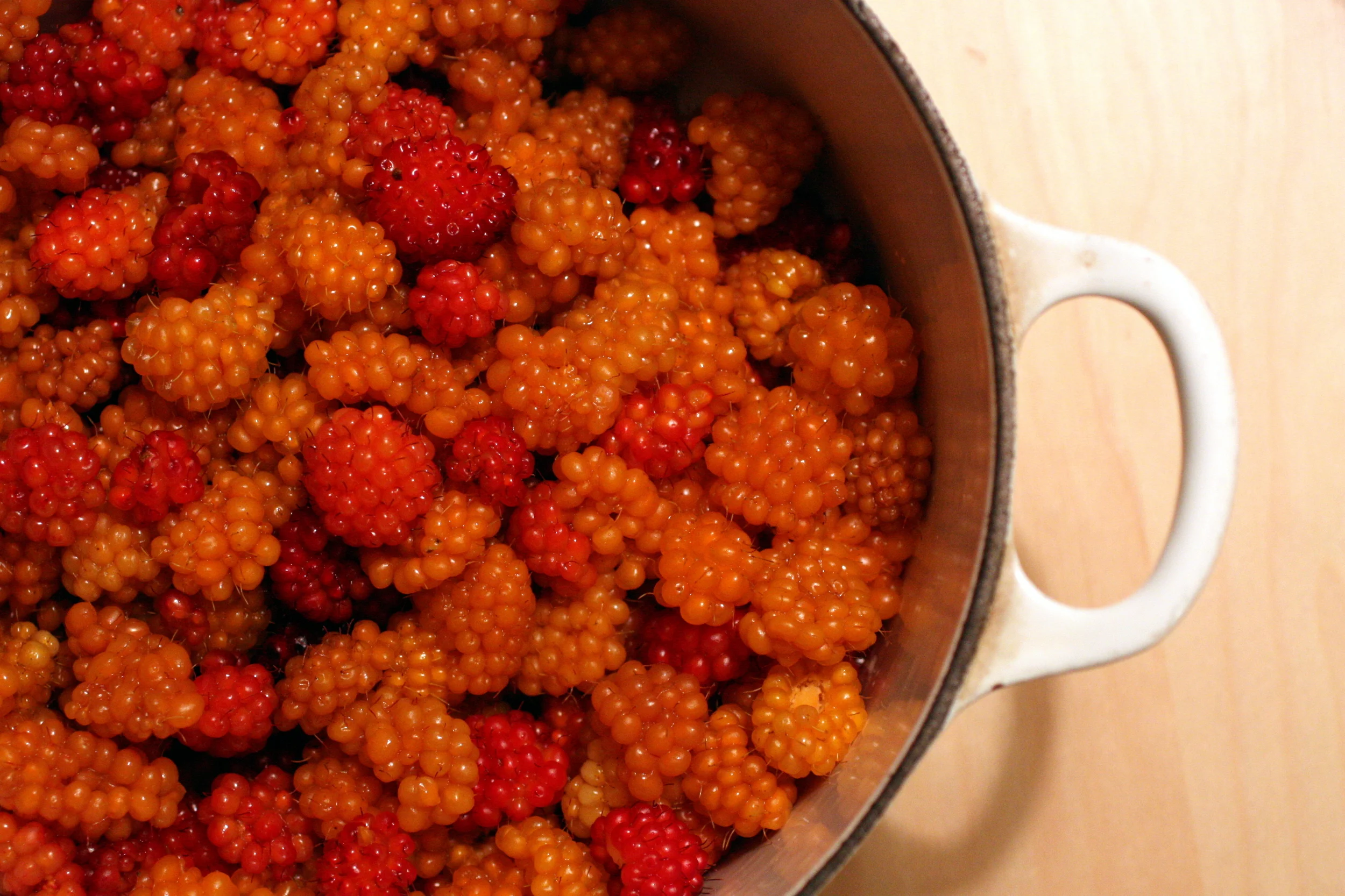  My first visit was when I was still relatively new to foraging, and I eagerly collected some salmonberries. 