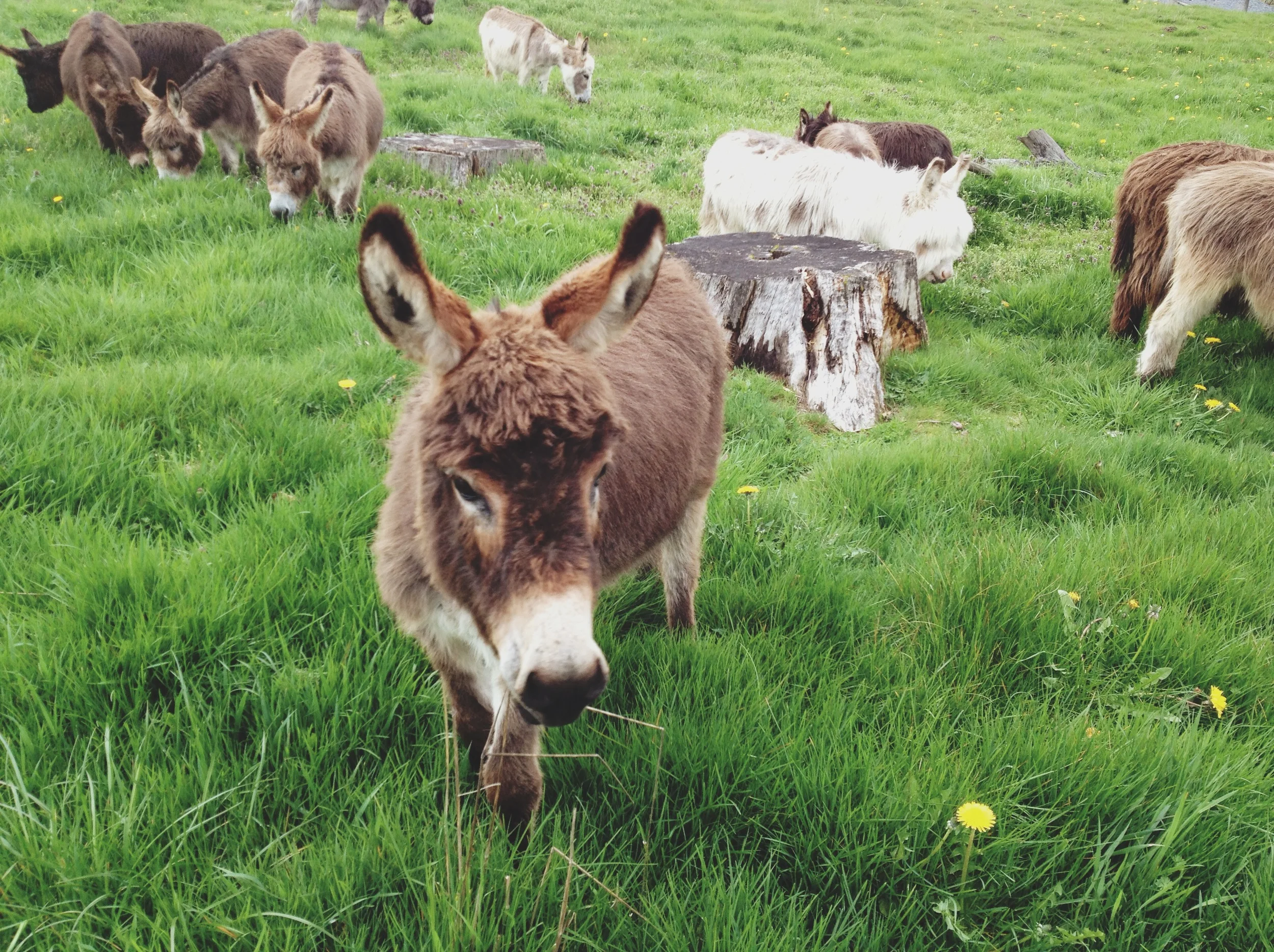 Lord Hill Park (tiny donkey bonus)