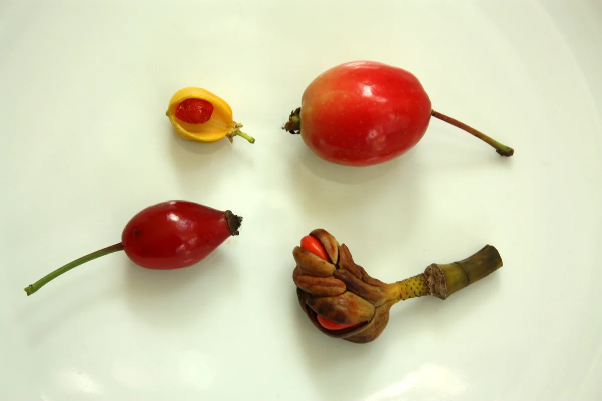 Arthur Lee Jacobson Fruits, Nuts & Seeds Walk