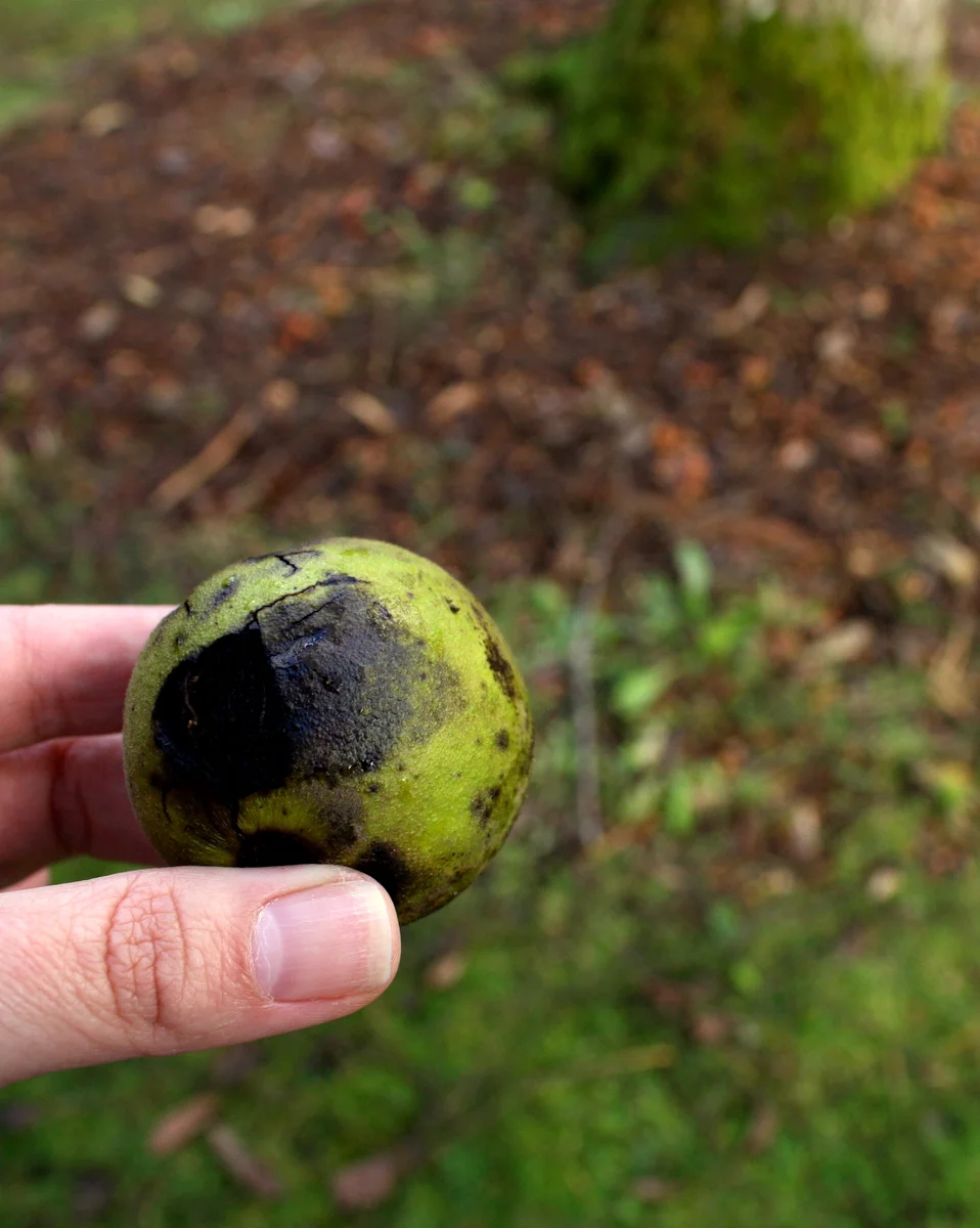 Black Walnut (Juglans nigra) - fruit outside the shell/nut. (Edible)