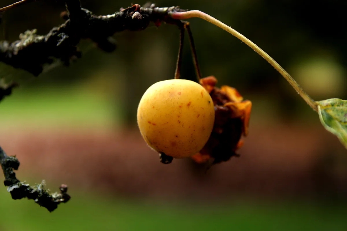 Crabapple - Golden Hornet (Edible)