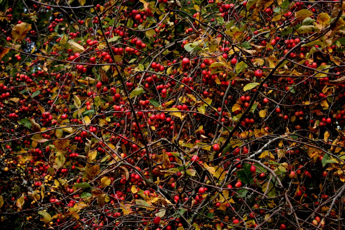 Crabapple - Malus 'Henry Kohankie'