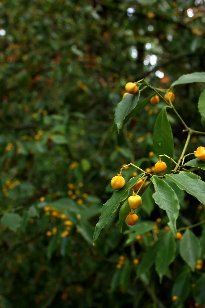 Spindle Tree - Euonymus (NOT Edible)