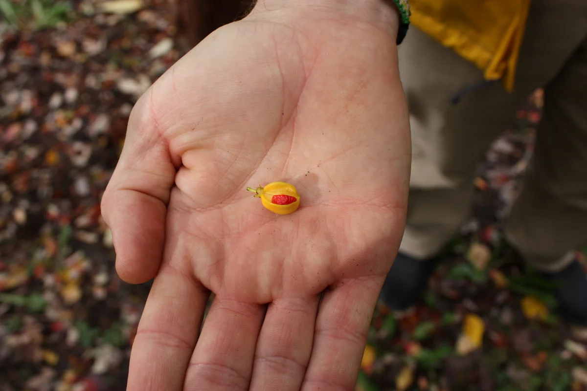Spindle Tree - Euonymus - open to red seed. (NOT edible)