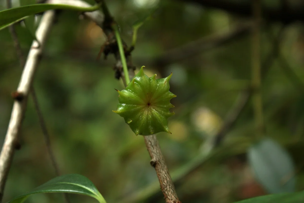 From the Illicium family, related to star anise - but NOT edible.