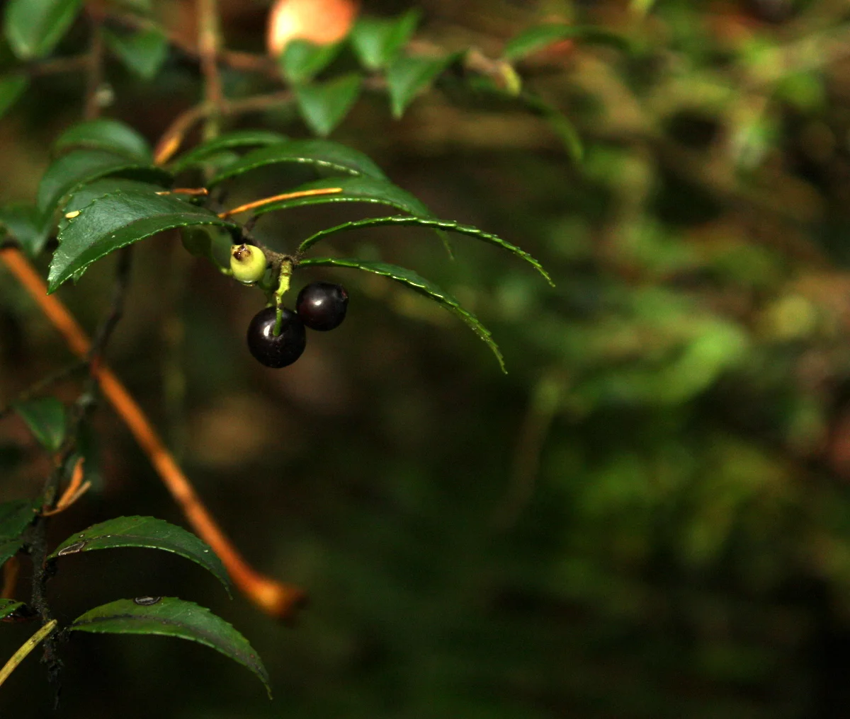 Evergreen Huckleberry (Vaccinium ovatum) (Edible)