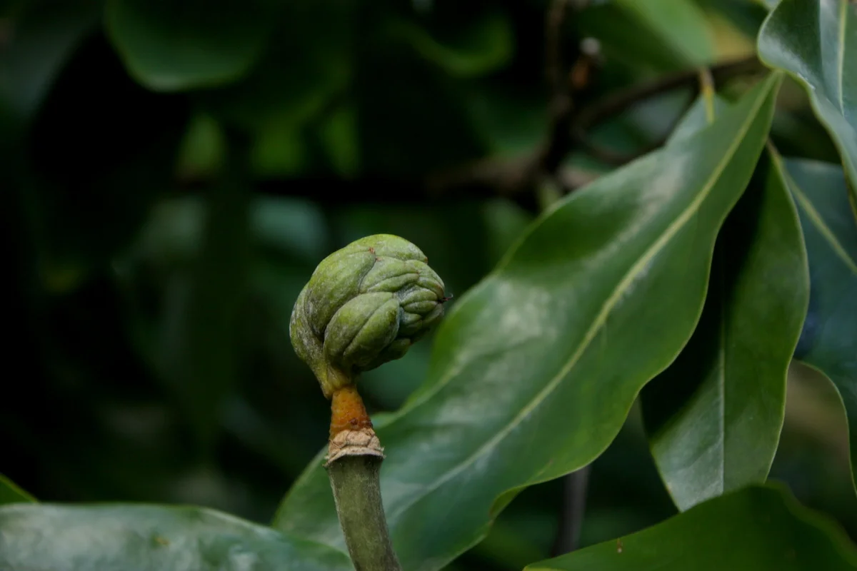 Magnolia (NOT edible)