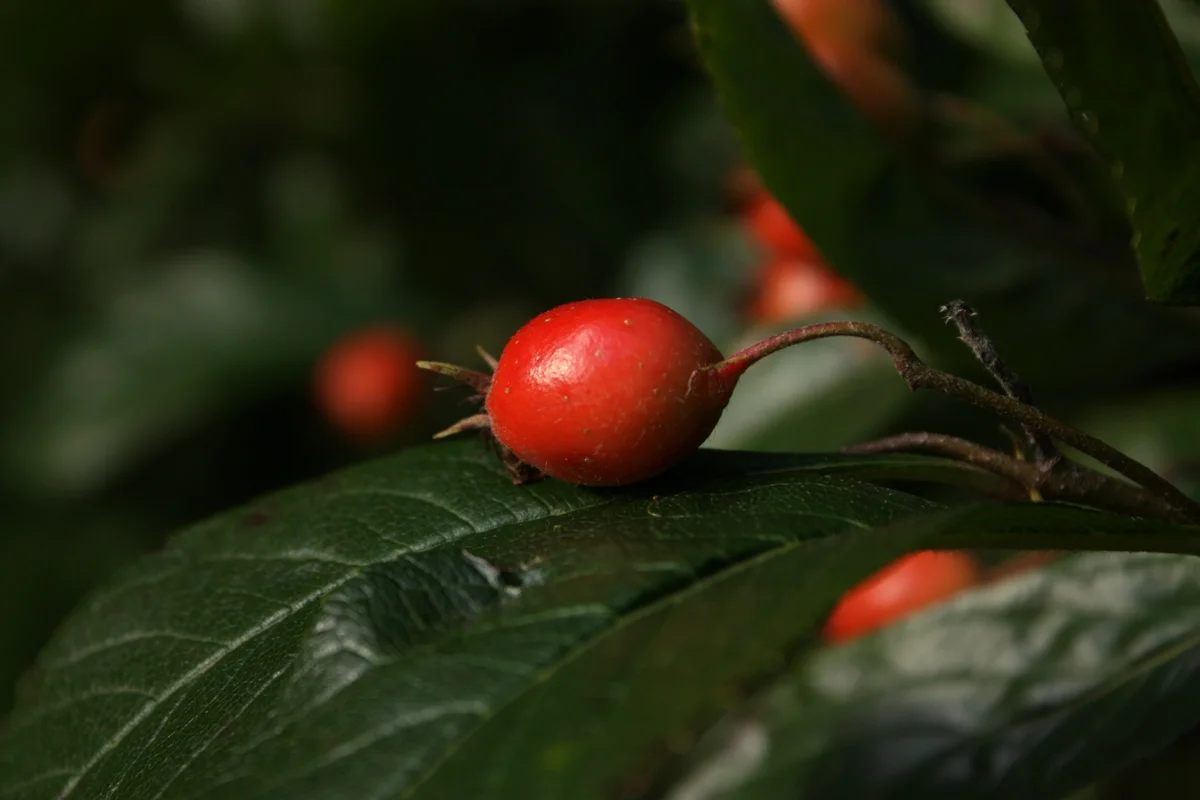 Arthur Lee Jacobson Fruits, Nuts & Seeds Walk
