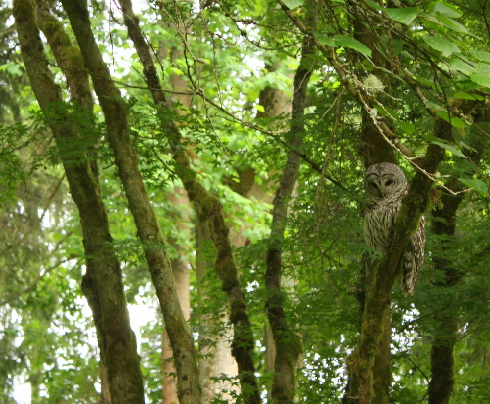  The walk ended with a little bit of excitement as we came across a barred owl just off the trail. 
