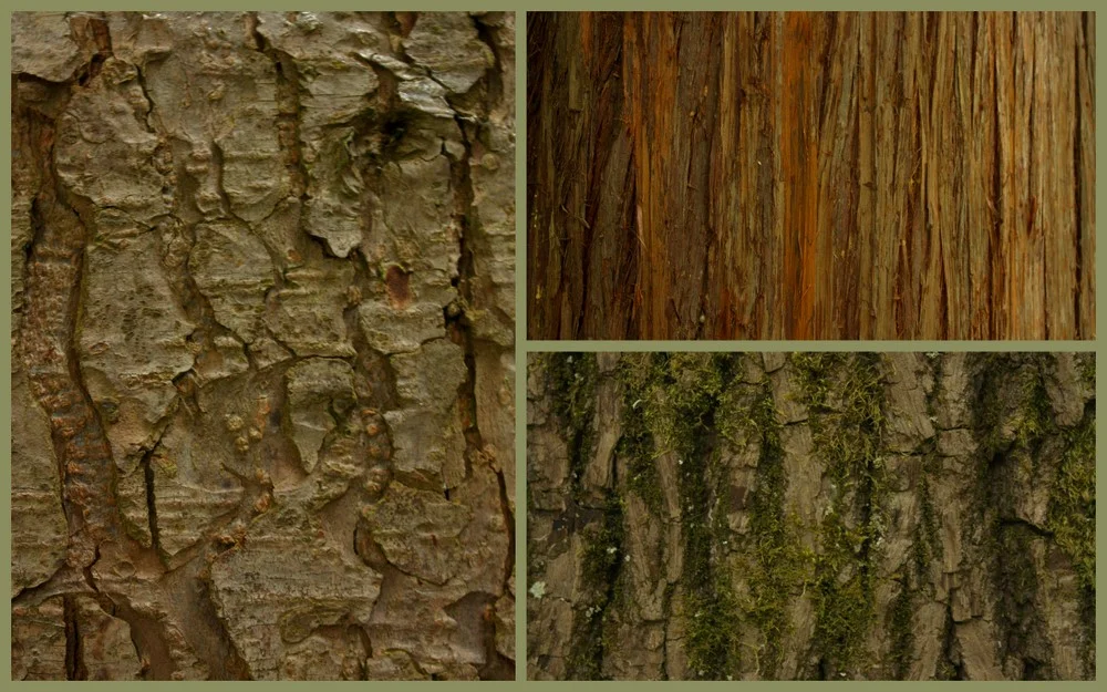  Bark of three of our native trees. Left: Western Hemlock (Tsuga heterophylla). Bark igh tannin content, used as tanning agent and dye. Upper right: Western Redcedar (Thuja plicata). Bark and wood used for tons of stuff, housing, canoes, even diapers