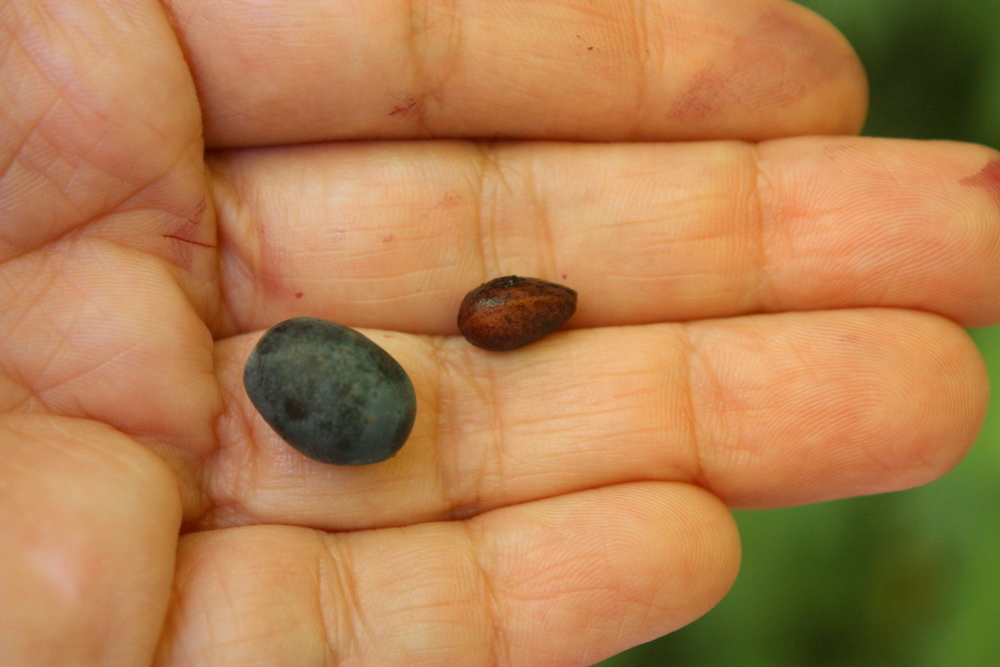  I saw and tasted the leaves of the Indian plum plant earlier this year on a  walk with Langdon Cook , but at that time, it was too early for the fruit. This time, I got to taste the plum itself. The fruit has a sweet, mildly cucumber flavor like the