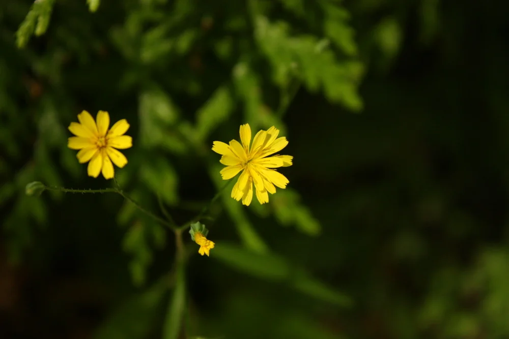  Nipplewort (Lapsana communis). Used to treat sore of cracked nipples or ulcerated breasts. 