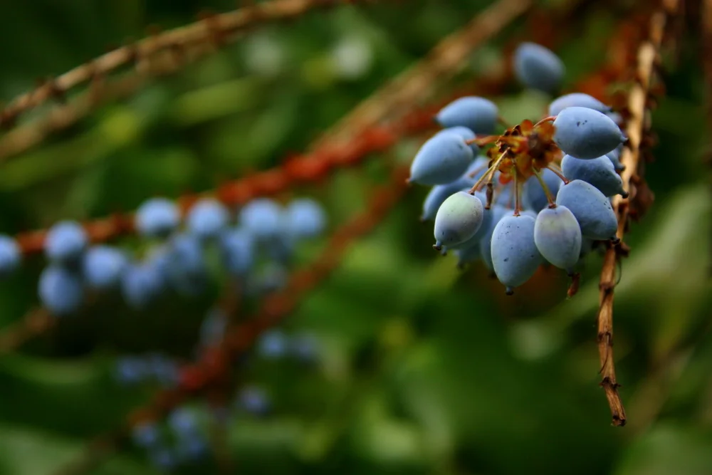  There were also some ripe Oregon grapes (Mahonia aquifolium). These fruits were eaten by native people, often mixed with sweet salal berries to offset the tartness. 