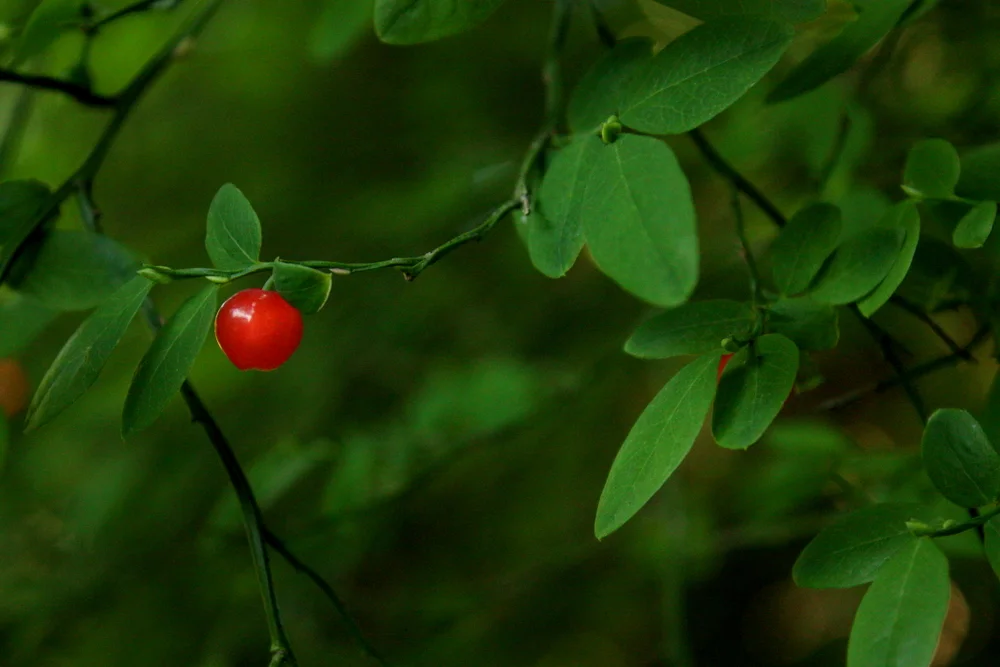  Red huckleberry (Vaccinium parvifolium). Eaten fresh, dried into cakes, used as fish bait.  Per Pojar: "leaves and bark were used in decoction that was gargled for sore throats and inflamed gums." 